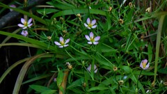Sabatia calycina