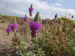 Dalea ornata
