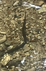 Lampetra richardsoni