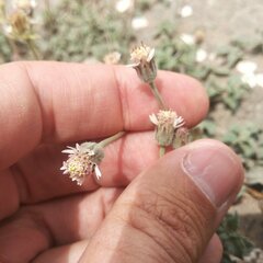 Tridax mexicana