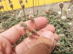 Tridax mexicana
