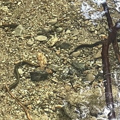 Lampetra richardsoni