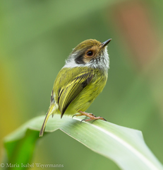 Myiornis auricularis
