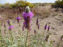 Dalea ornata