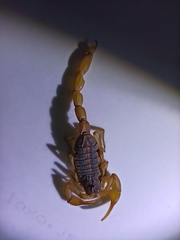 Centruroides ornatus