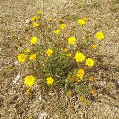 Grindelia inuloides