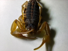 Centruroides ornatus