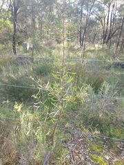 Acacia gladiiformis