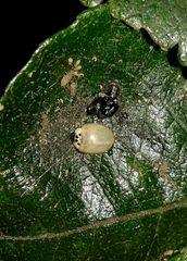 Adalia decempunctata
