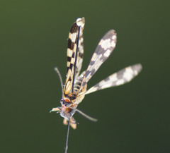 Panorpa meridionalis