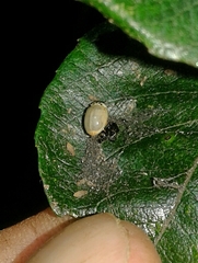 Adalia decempunctata