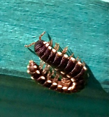 Aphelidesmidae