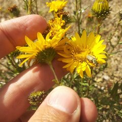 Grindelia inuloides
