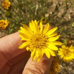 Grindelia inuloides