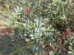 Dalea ornata
