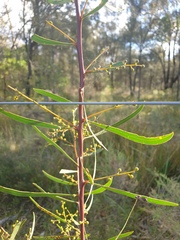 Acacia gladiiformis