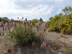 Dalea ornata
