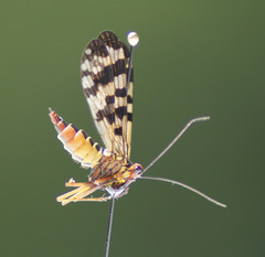 Panorpa meridionalis