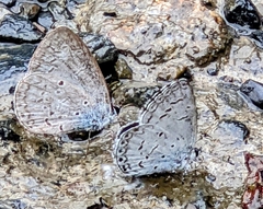 Celastrina lavendularis himilcon