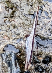 Celastrina lavendularis himilcon