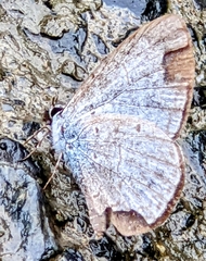 Celastrina lavendularis himilcon