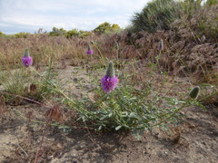 Dalea ornata