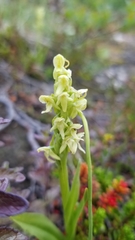 Platanthera hyperborea