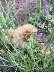 Tragopogon porrifolius