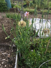 Tragopogon porrifolius