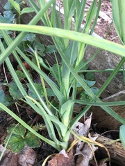 Tragopogon porrifolius