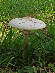 Chlorophyllum molybdites image