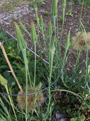 Tragopogon porrifolius