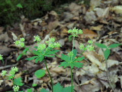 Sanicula marilandica
