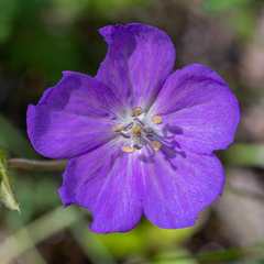 Geranium oreganum