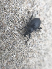 Otiorhynchus atroapterus