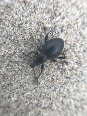 Otiorhynchus atroapterus