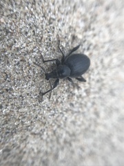 Otiorhynchus atroapterus