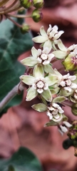Asclepias pringlei