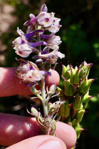 California Larkspur