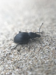 Otiorhynchus atroapterus