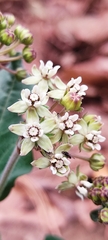 Asclepias pringlei