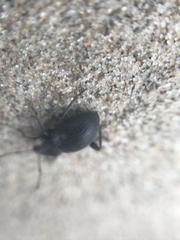 Otiorhynchus atroapterus