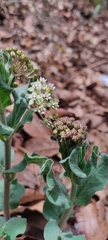 Asclepias pringlei