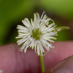 Silene campanulata