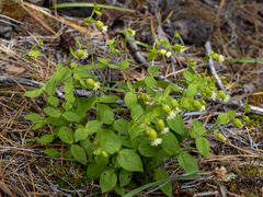 Silene campanulata