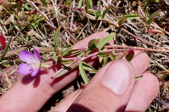 Clarkia prostrata