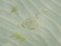 Urobatis concentricus