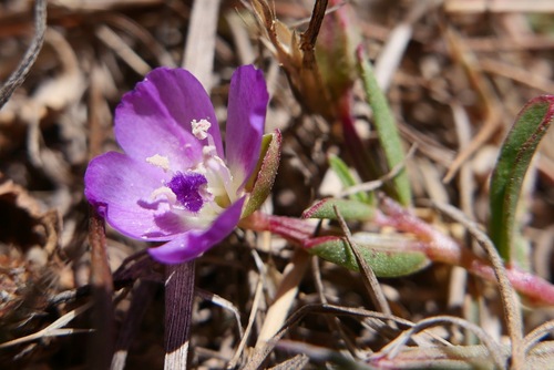 Prostrate clarkia (Clarkia prostrata)