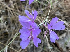 Clarkia dudleyana