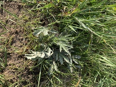 Potentilla effusa